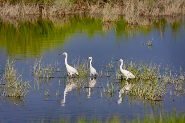 Três Egrets Nevados Egretta Thula Pingando Água — Fotografia de Stock