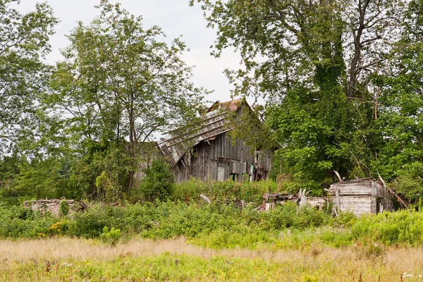 Stary Zniszczony Drewniana Stodoła Otoczeniu Drzew Chwastów — Zdjęcie stockowe