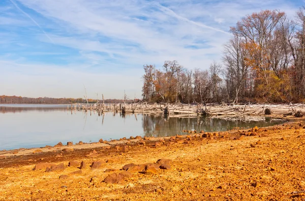 Мертві дерева навколо озера — стокове фото