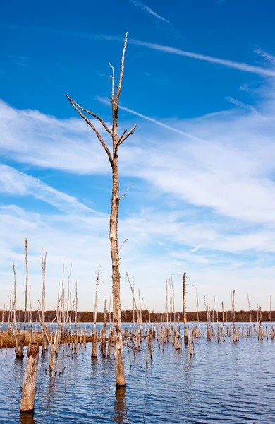 Árvores mortas na água — Fotografia de Stock