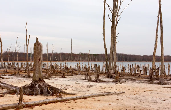 Elpusztult fákat, a tó körül — Stock Fotó