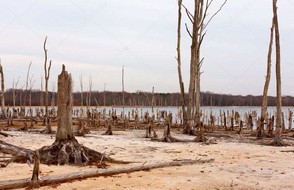 Dead Trees Around a Lake