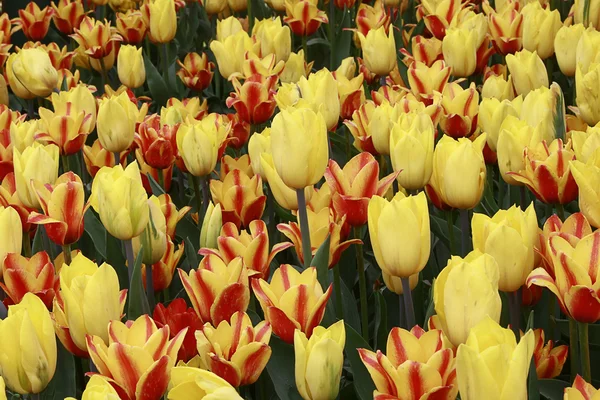 stock image Beautiful spring flowers