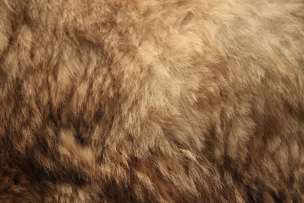 Állati szőr textúra háttér — Stock Fotó