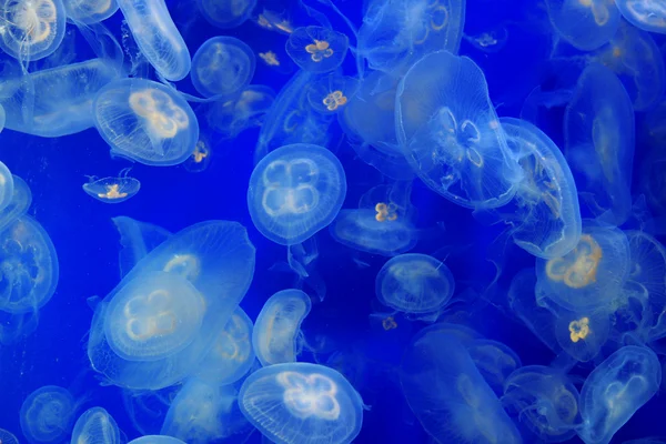 stock image Jelly fish