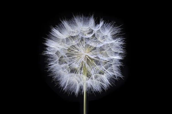 stock image Dandelion on black background