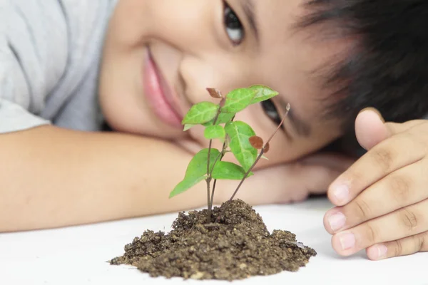 stock image Growth concept with small plant