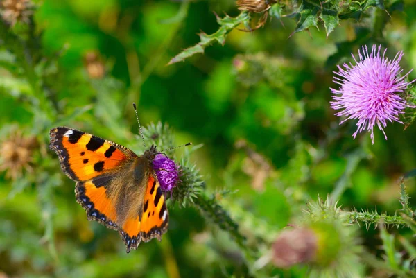Метелик Закри — стокове фото