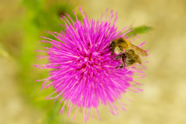 Stock image Bee closeup