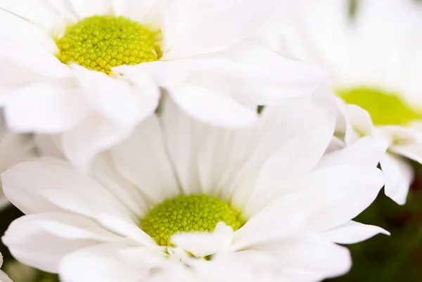 stock image Chrysanthemum