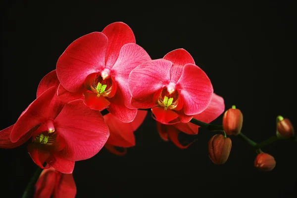 Червона орхідея з бутонами — стокове фото