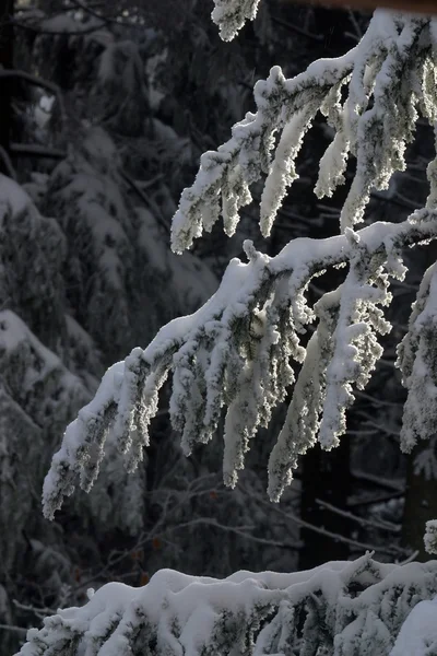Зимние Пейзажи Снегом — стоковое фото