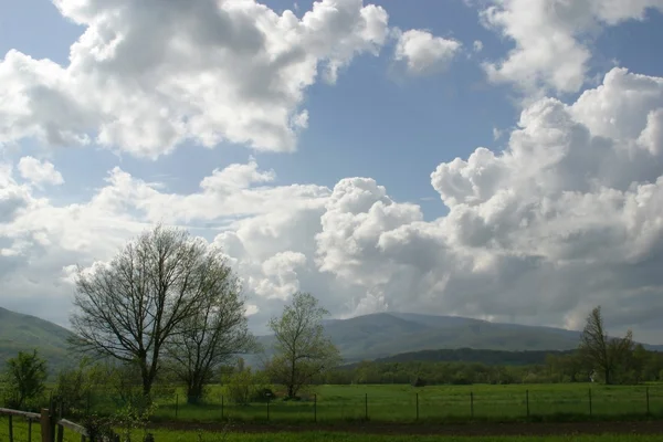 Landschaft Mit Blauem Himmel Und Grünem Kraut — Stockfoto