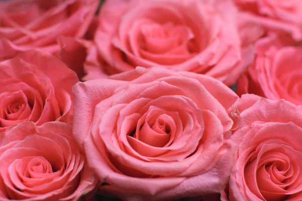 Rosa rose sfondo — Foto Stock
