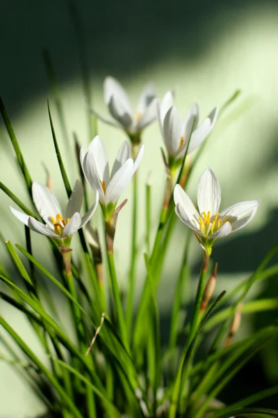 Zephyranthes grandiflora flor — Fotografia de Stock