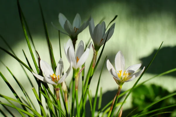 Zephyranthes grandiflora flower — Stock Photo, Image