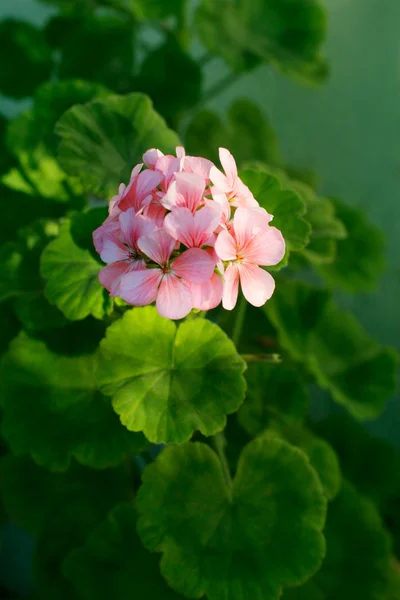 Geranium květ — Stock fotografie
