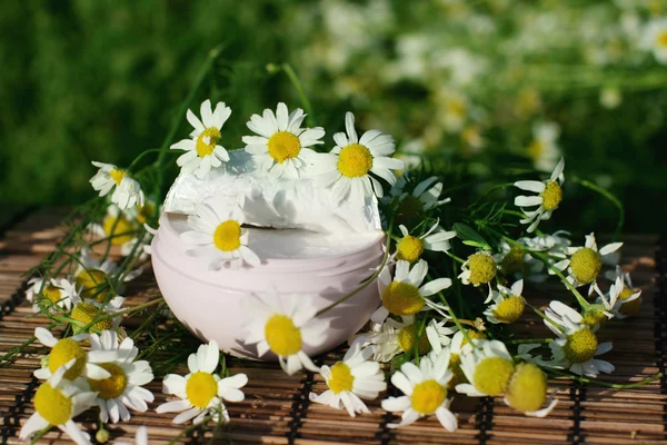 奶油和雏菊 — 图库照片