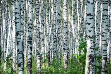 Birchwood in zonnige dag