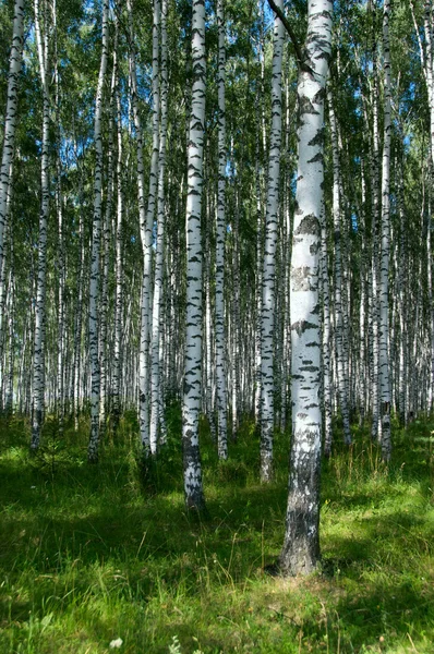Birkenholz bei sonnigem Tag — Stockfoto