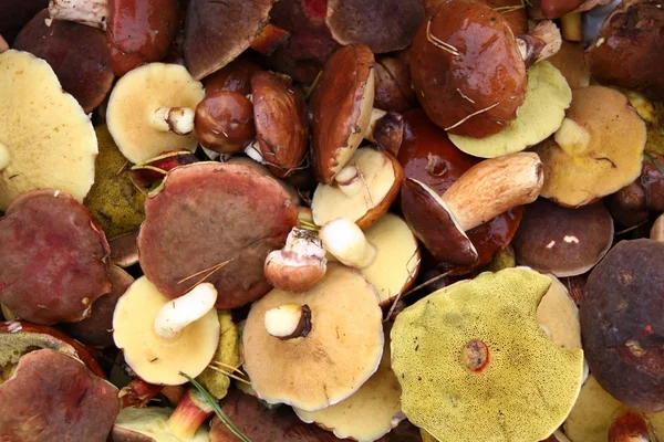 秋季食用蘑菇 图库图片