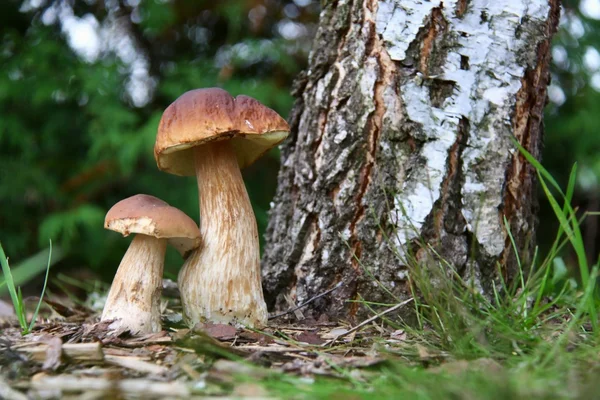 Cogumelos comestíveis de outono Imagens Royalty-Free