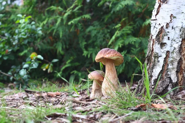 Syksyn syötävät sienet — kuvapankkivalokuva