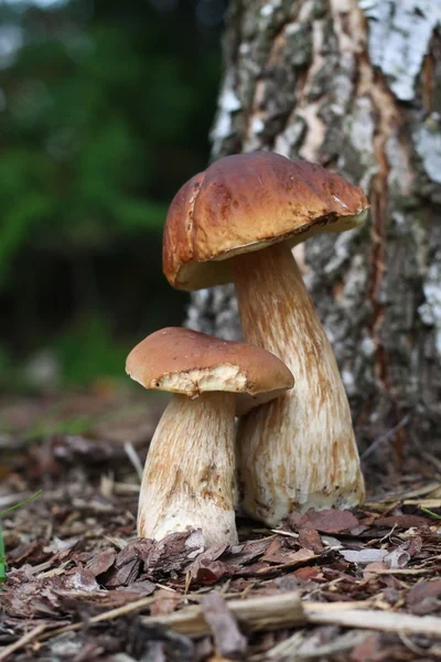 Осінній їстівні гриби Ліцензійні Стокові Фото
