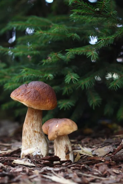 Autumn edible mushrooms Stock Photo