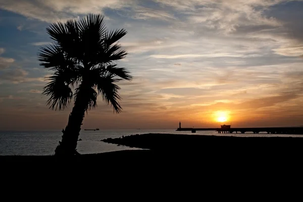 Дерево пальми, пляж і захід сонця — стокове фото