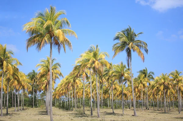 Cocoteros (Hindistan cevizi palmiye ağaçları) — Stok fotoğraf
