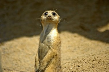 Adorable Meerkat sentry on lookout. His face is covered in sand, but the bright eyes shine through the mask.