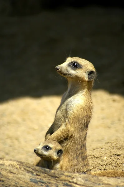 Meerkat mother standing with baby looking out for predators. Their eyes are alert through the cute, sand covered faces.