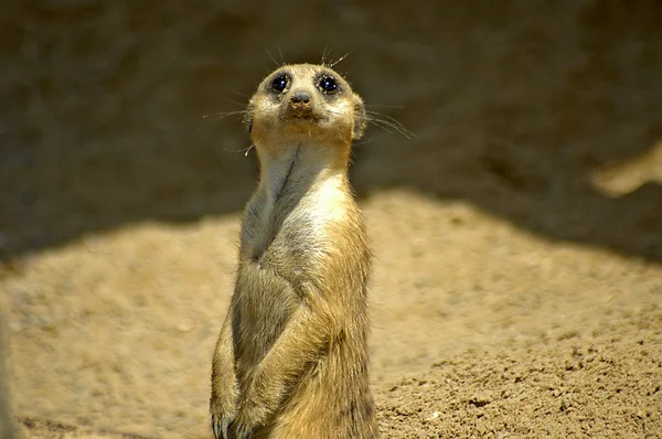 Adorable Meerkat sentry on lookout. His face is covered in sand, but the bright eyes shine through the mask.