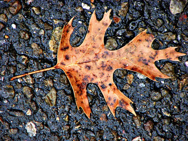 Bright, brown colored single oak leaf laying on dark, wet, pebble stone walkway in Fall.