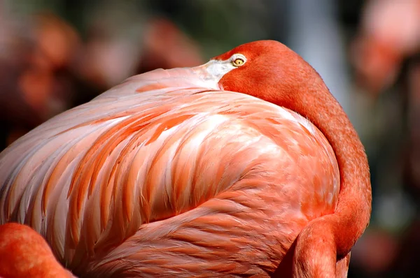 Pink Flamingo Sleeping