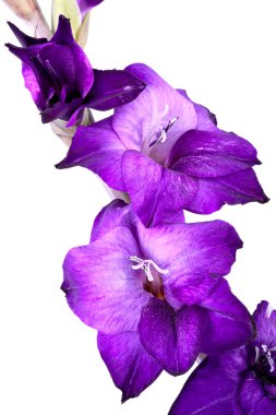 Beautiful Gladiola Flower - completely isolated on white backgro clipart