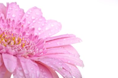 Mükemmel pembe Gerbera, beyaz arka plan üzerinde tamamen izole