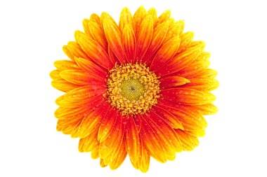 perfecte oranje gerbera, volledig geïsoleerd op witte achtergrond