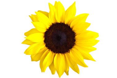 Perfect Sunflower, completely isolated on white clipart