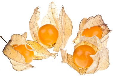 Physalis