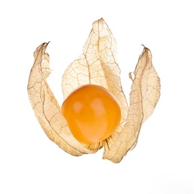 Physalis