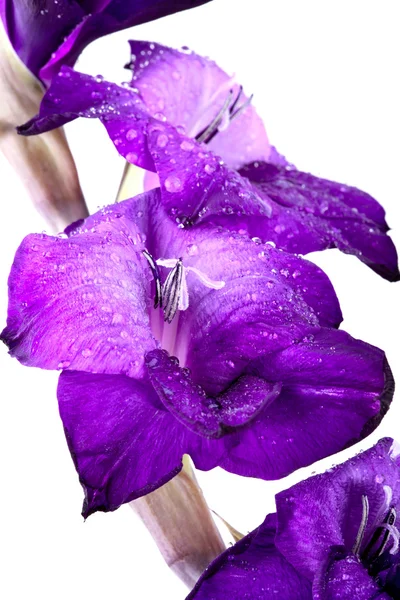 Hermosa flor de gladiola - completamente aislado en el fondo blanco —  Fotos de Stock