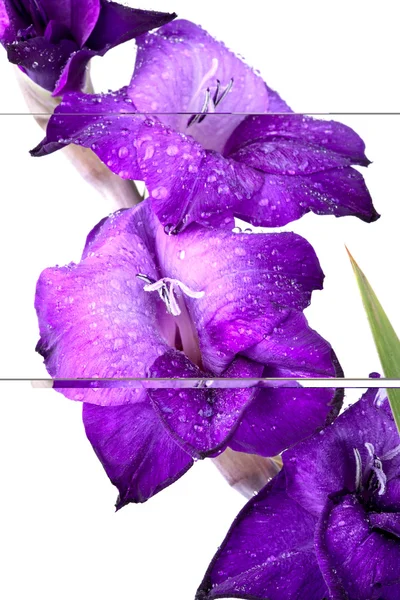 美しいグラジオラス花 - 完全に白い backgro に分離 — ストック写真