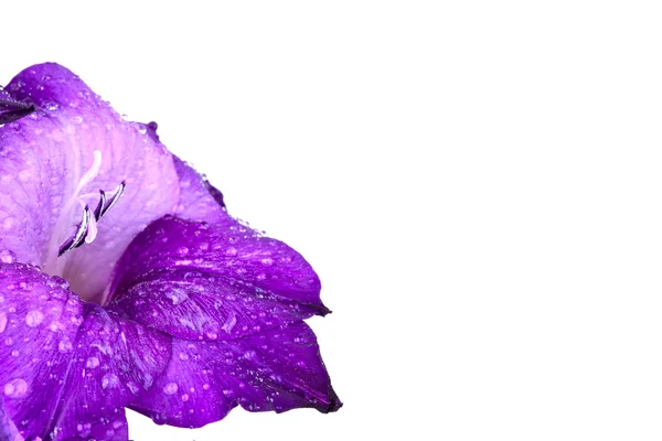 Güzel gladiola çiçek - tamamen izole üzerinde beyaz backgro — Stok fotoğraf