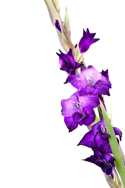 Mooie gladiola bloem - volledig geïsoleerd op witte backgro — Stockfoto