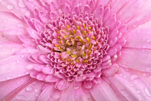 Mükemmel pembe Gerbera