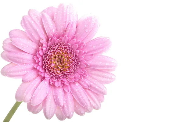 stock image Perfect Pink Gerbera, completely isolated on white background