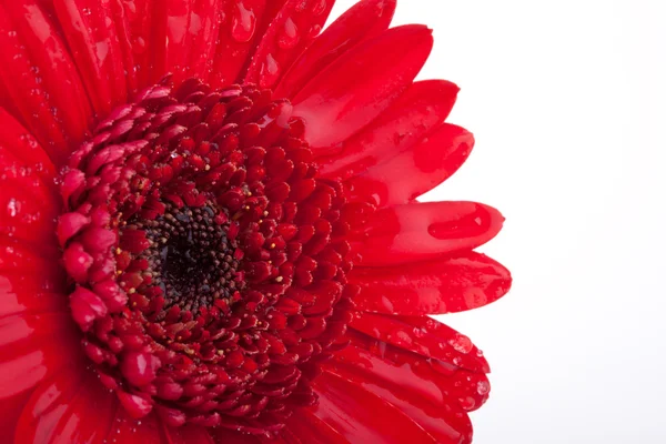 stock image Perfect Red Gerbera, completely isolated on white background