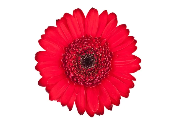 stock image Perfect Red Gerbera, completely isolated on white background